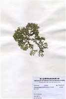 藏品(白果胞藻)的圖片